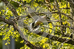 The mourning dove (Zenaida macroura) in flight