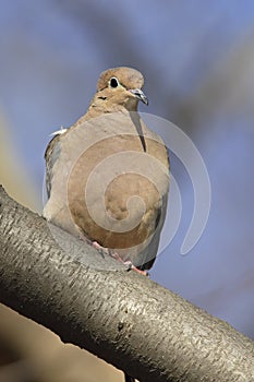 Mourning Dove (Zenaida macroura carolinensis)