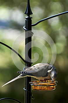 Mourning Dove (Zenaida macroura) Feeding