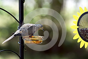 Mourning Dove (Zenaida macroura) Feeding