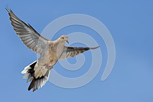 Mourning Dove, Zenaida macroura, in flight