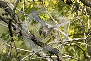 The mourning dove (Zenaida macroura) in flight