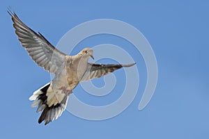 Mourning Dove, Zenaida macroura, in flight photo