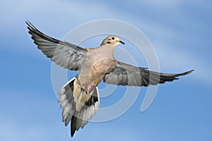 Mourning Dove, Zenaida macroura, flying wings spread photo