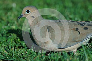 Mourning dove (Zenaida macroura) on a green background of grass