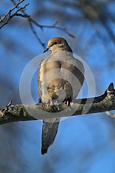 Gorgeous Mourning Dove on Branch VII - Zenaida macroura