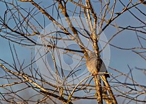 Mourning dove (Zenaida macroura) perched in a deciduous tree with no leaves, in yellow morning light