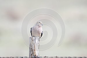 Mourning Dove Zenaida macroura Perched on Wood Post