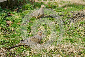 Mourning Doves foraging on grass