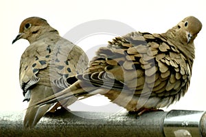 Mourning Doves Give The Camera A Quizzical Look