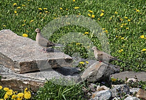 Mourning Doves in a Muskoka rock garden