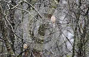 Mourning Doves perched in rain, Athens, Georgia, USA