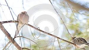 Mourning Doves, Turtle Doves Zenaida macroura on a tree branch.