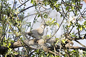 Mourning Doves (Zenaida macroura) on branch