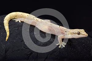 Mourning gecko, Lepidodactylus lugubris photo