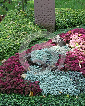 Mourning grave with sedum perennials in autumn photo