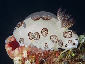 Mourning sea slug