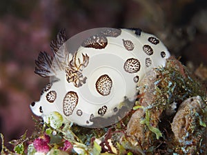 Mourning sea slug