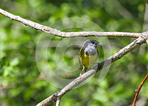 Mourning Warbler