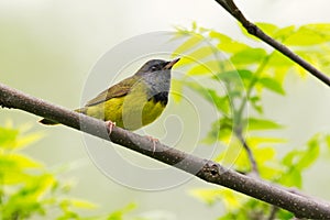 Mourning Warbler - Geothlypis philadelphia - on a branch, Ontario, Canada photo