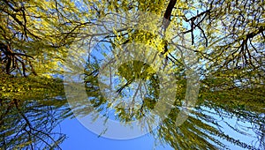 Mourning willow in spring