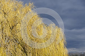 Mourning willows in spring