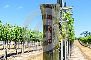 Mourvedre red wine grape variety outdoor sign on wooden vertical end post in summer vineyard