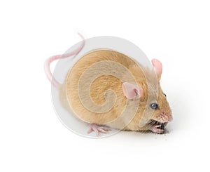 Mouse Animal Pet Isolated photo