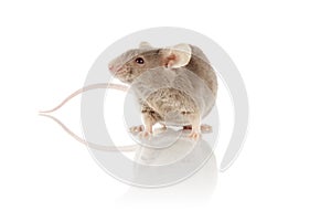 Mouse photo