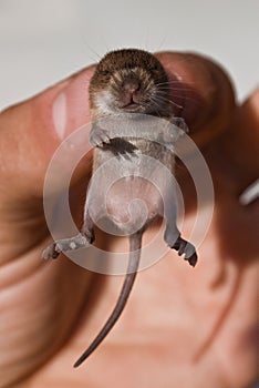 Mouse photo