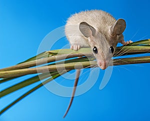 Mouse - (acomys cahirinus)
