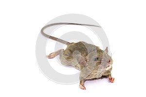 Mouse animal rat eating food scrapsbin isolated on White Background.