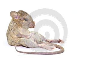 Mouse animal rat eating food scrapsbin isolated on White Background.