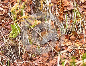 Mouse - arge-toothed redback vole