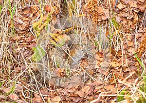 Mouse - arge-toothed redback vole