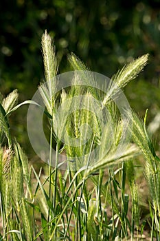 Mouse Barley Hordeum murinum.