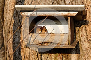 Mouse in bird feeder house in winter by sunshine