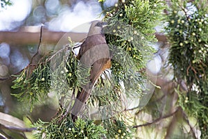 Mousebird eating in tree