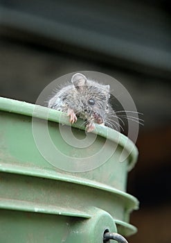 Mouse on bucket