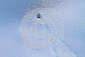 Mouse burrow in winter in the snow and mouse tracks in the snow