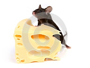 Mouse and cheese photo