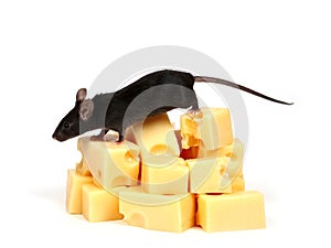 Mouse and cheese