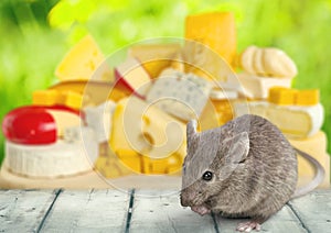 Mouse on cheese background
