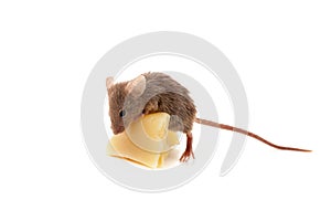 Mouse and cheese