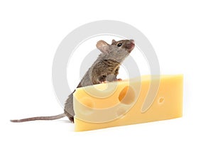 Mouse with cheese on white