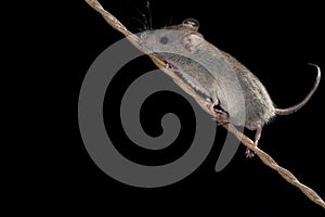 Mouse climbing, Mus musculus photo