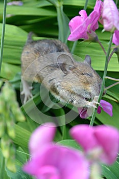 Mouse climbing in sweetpea