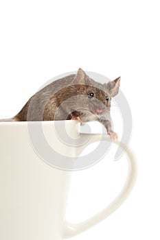 Mouse on coffee cup isolated