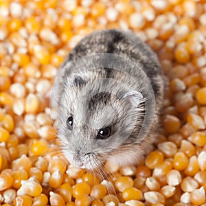 Mouse on corn