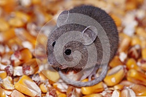 Mouse on corn